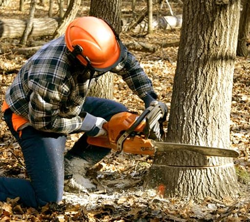 Tree Removal in Due West, SC